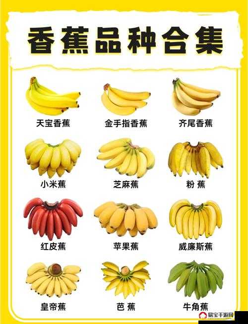 大伊香蕉:关于大伊香蕉的各种特点与作用分析